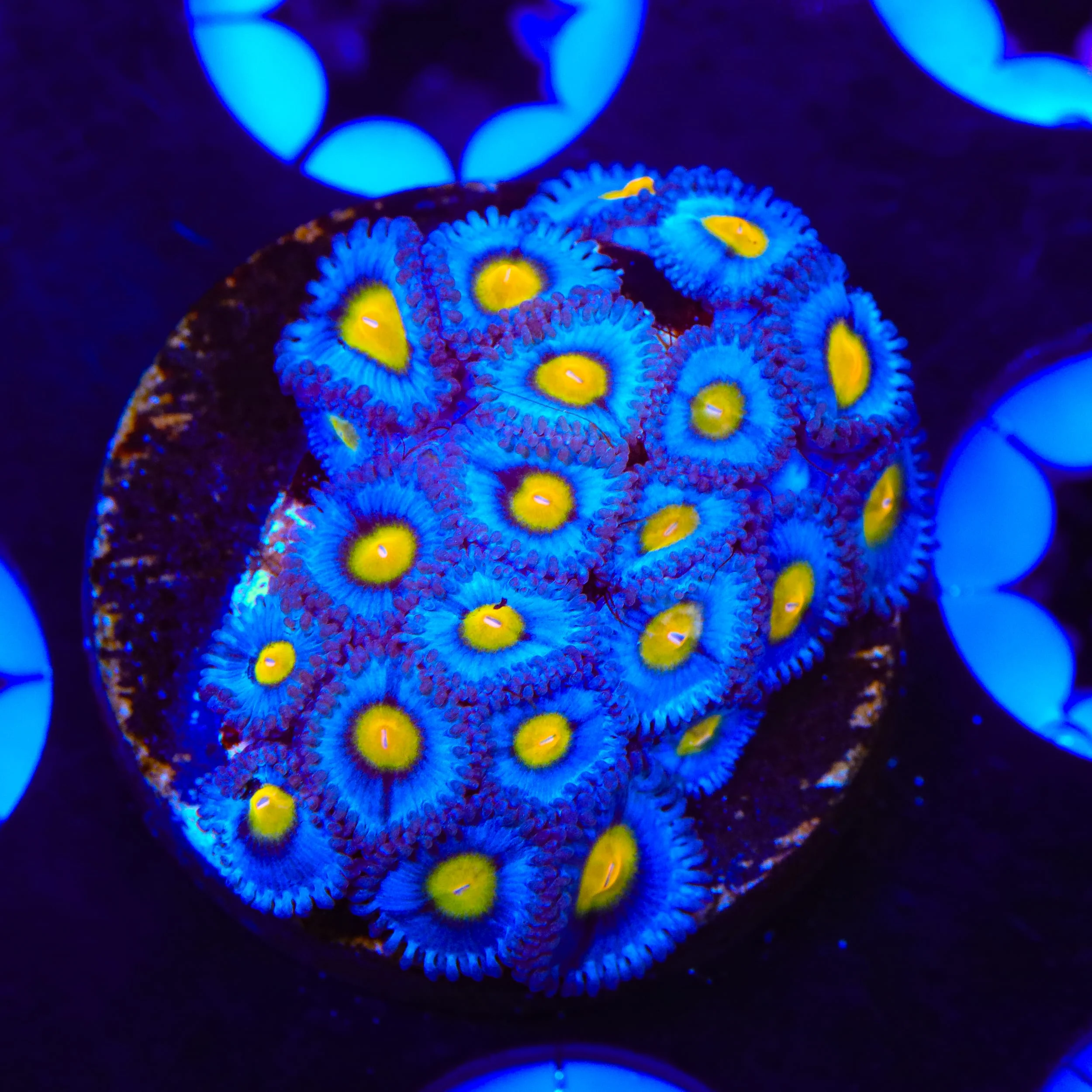 Top 10 Zoanthids