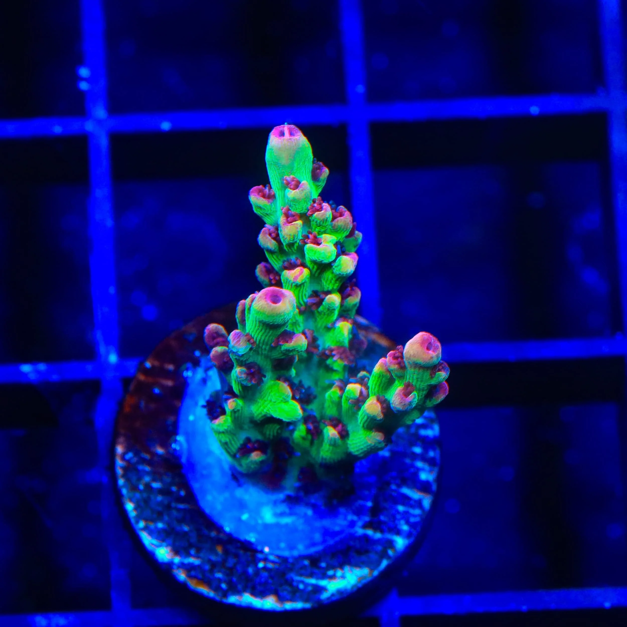 Live Corals for Sale