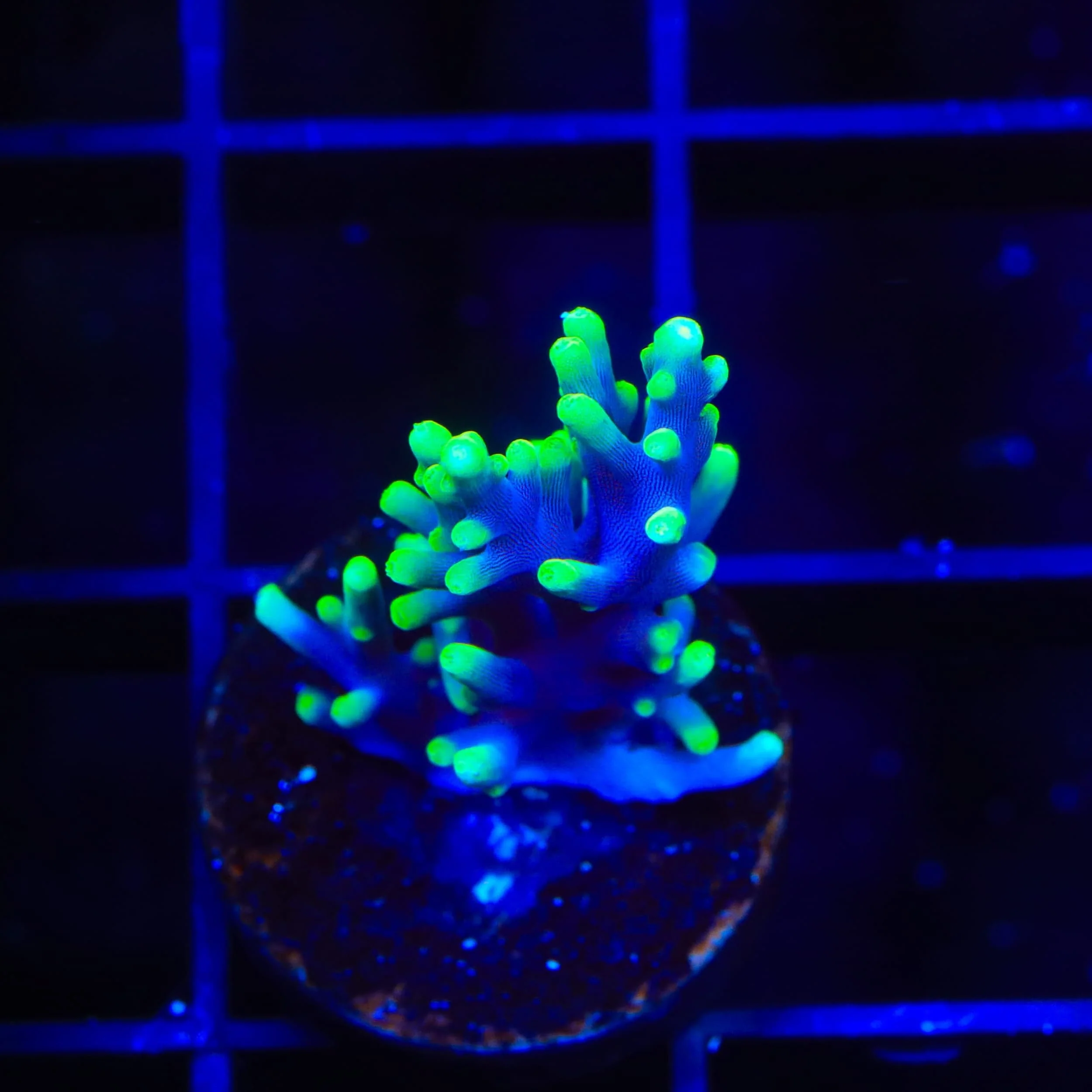 Coral Frags for Sale