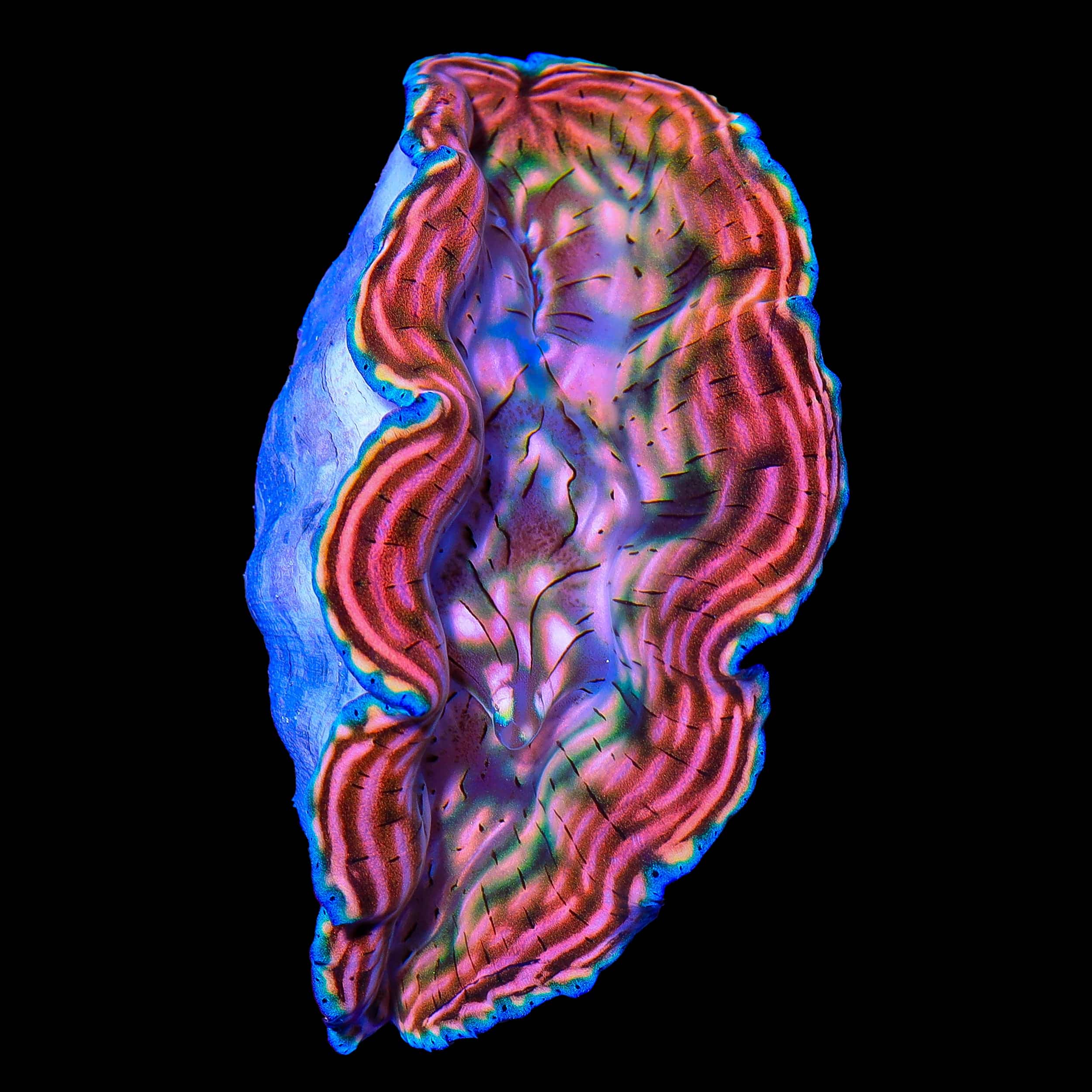 Saltwater Clams for Sale